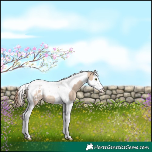 Horse Color:Amber Champagne Dun Splash Tobiano Appaloosa Rabicano