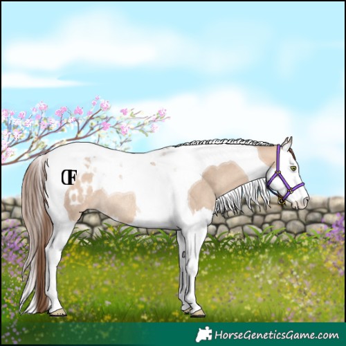 Horse Color:Amber Champagne Dun Splash Tobiano Appaloosa Rabicano 