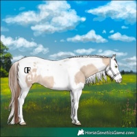 Horse Color:Amber Champagne Dun Splash Tobiano Appaloosa Rabicano