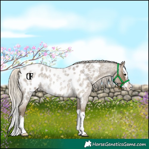 Horse Color:Silver Smoky Blue Roan Splash Appaloosa 