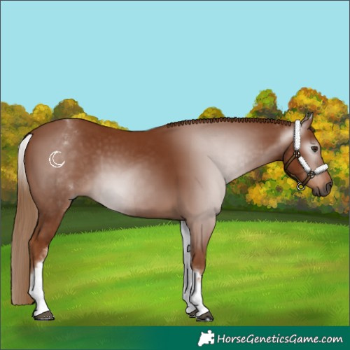 Horse Color:Gray White Spotted Chestnut Rabicano