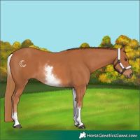 Horse Color:White Spotted Chestnut Rabicano 