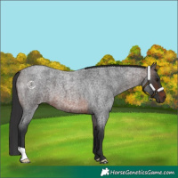 Horse Color:Brown Roan 