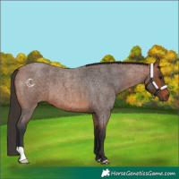 Horse Color:Bay Roan 
