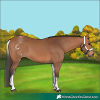 Horse Color:White Spotted Bay Rabicano