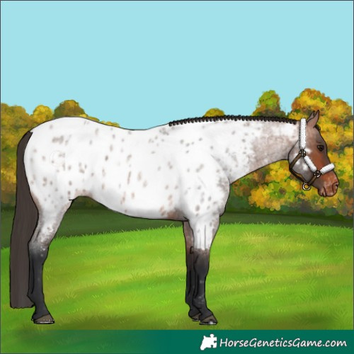 Horse Color:Bay Roan Appaloosa 