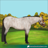 Horse Color:Gray Bay Roan Dun Appaloosa 