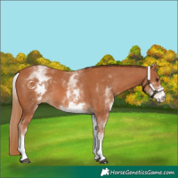 Horse Color:White Spotted Chestnut Rabicano