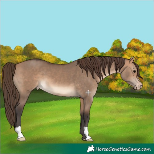 Horse Color:Bay Dun Appaloosa