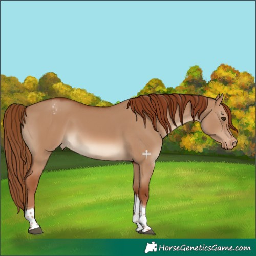 Horse Color:Red Dun Tobiano Appaloosa 