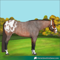 Horse Color:Bay Roan Appaloosa