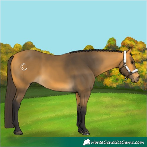 Horse Color:Buckskin