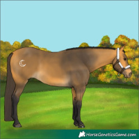 Horse Color:Buckskin