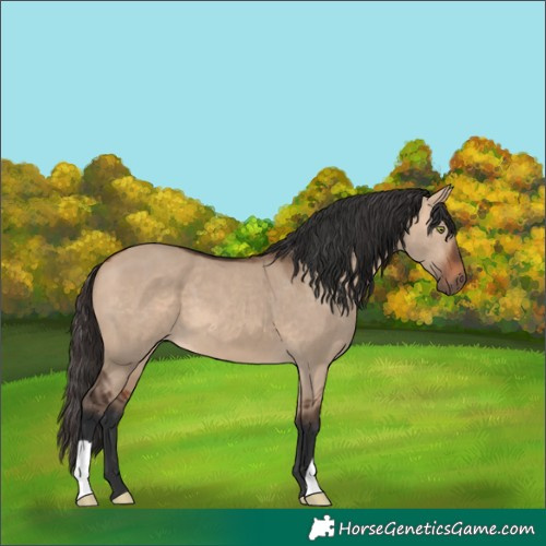 Horse Color:Bay Dun 