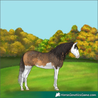 Horse Color:Buckskin Splash 