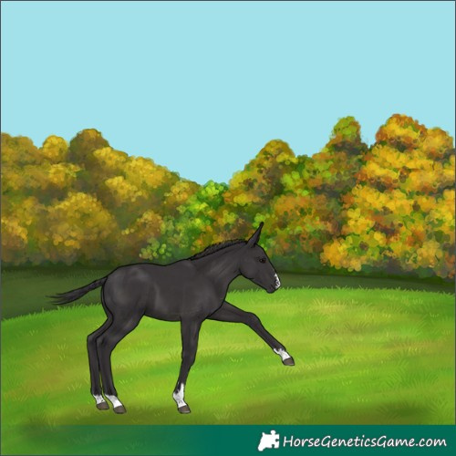Horse Color:Smoky Black