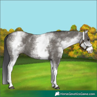 Horse Color:White Spotted Grullo 