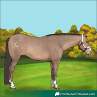 Horse Color:Sable Champagne 