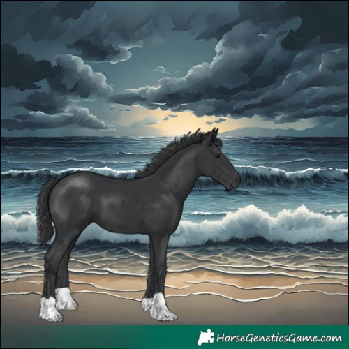 Horse Color:Black 