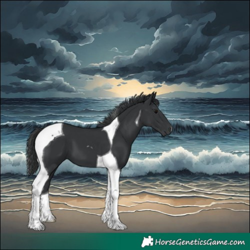 Horse Color:Black Tobiano