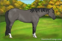 Horse Color:Grullo 