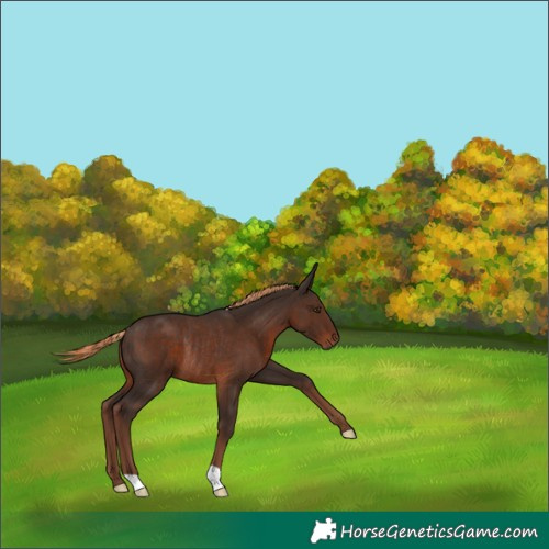 Horse Color:Liver Chestnut Rabicano