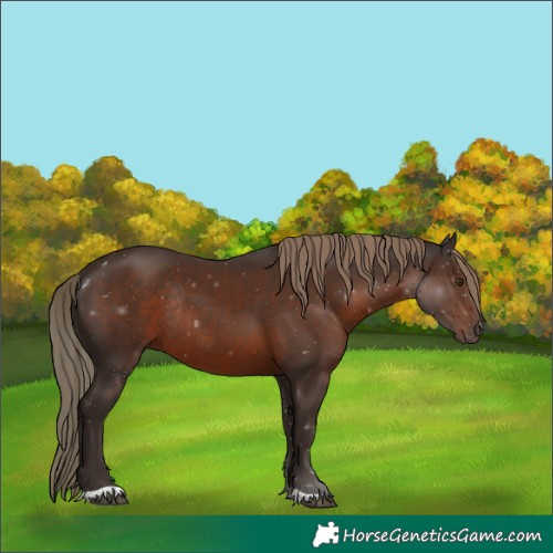 Horse Color:Liver Chestnut Rabicano 
