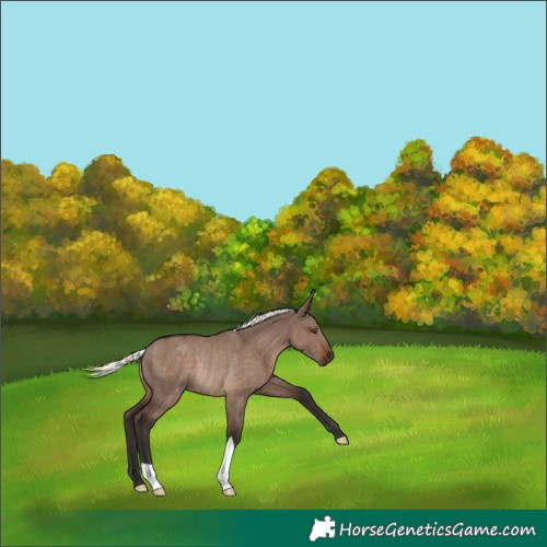 Horse Color:Liver Red Dun Mushroom Rabicano 