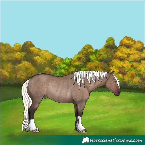 Horse Color:Liver Red Dun Mushroom Rabicano 