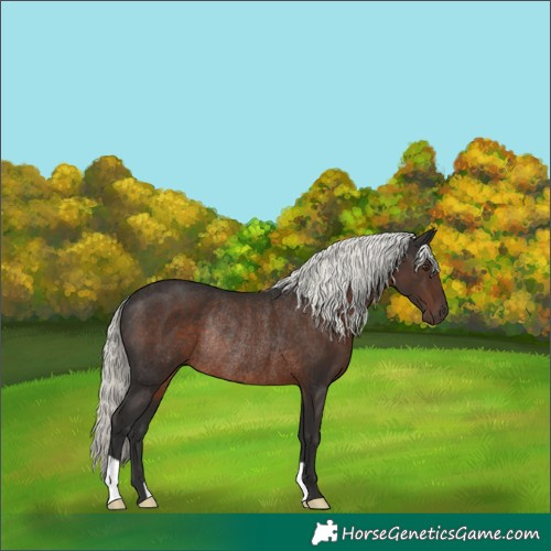 Horse Color:Liver Chestnut Mushroom Rabicano 