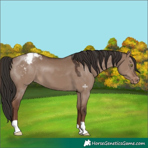 Horse Color:Liver Red Dun Appaloosa 