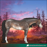 Horse Color:Brown Sabino Rabicano