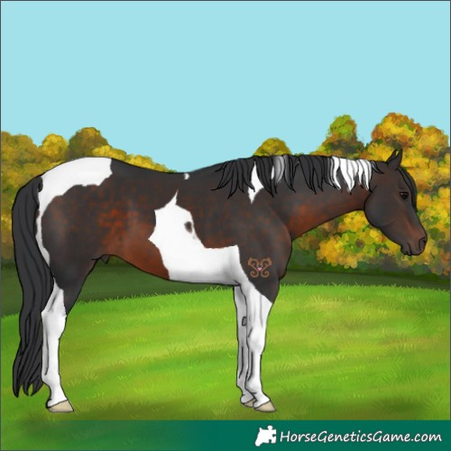Horse Color:Brown Tobiano 