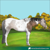 Horse Color:Brown Dun Tobiano