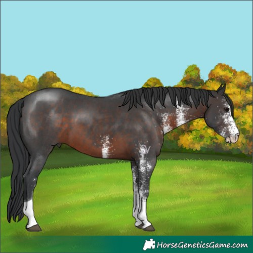 Horse Color:White Spotted Brown Tobiano 