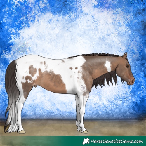Horse Color:Brown Dun Tobiano Blanket