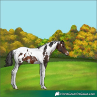 Horse Color:White Spotted Brown Tobiano Appaloosa