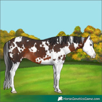 Horse Color:White Spotted Brown Splash 