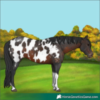 Horse Color:Brown Tobiano Appaloosa
