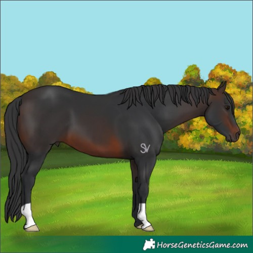 Horse Color:Brown 