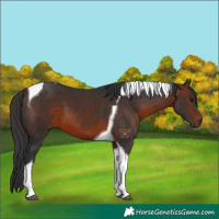 Horse Color:Brown Tobiano