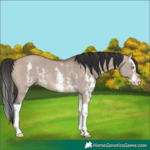 Horse Color:Brown Dun Sabino Splash Rabicano 