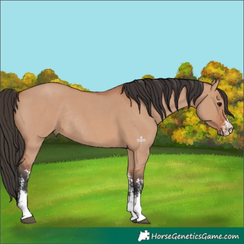 Horse Color:Bay Dun Sabino Rabicano 