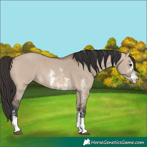 Horse Color:Brown Dun Sabino Rabicano 