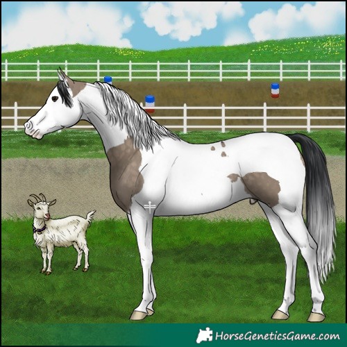 Horse Color:Brown Dun Splash Tobiano 