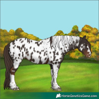 Horse Color:Liver Chestnut Tobiano Near Leopard