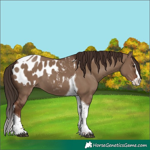Horse Color:Liver Red Dun Splash Tobiano Appaloosa