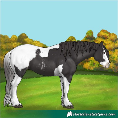 Horse Color:Smoky Black Splash Tobiano Appaloosa 