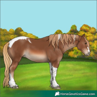 Horse Color:Chestnut Tobiano 