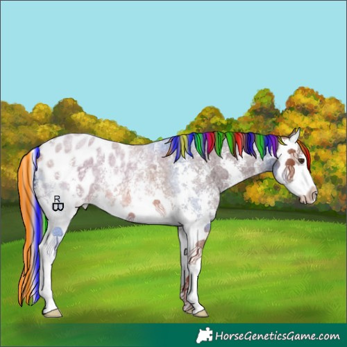 Horse Color:Painted Red Roan Sabino Splash Appaloosa 